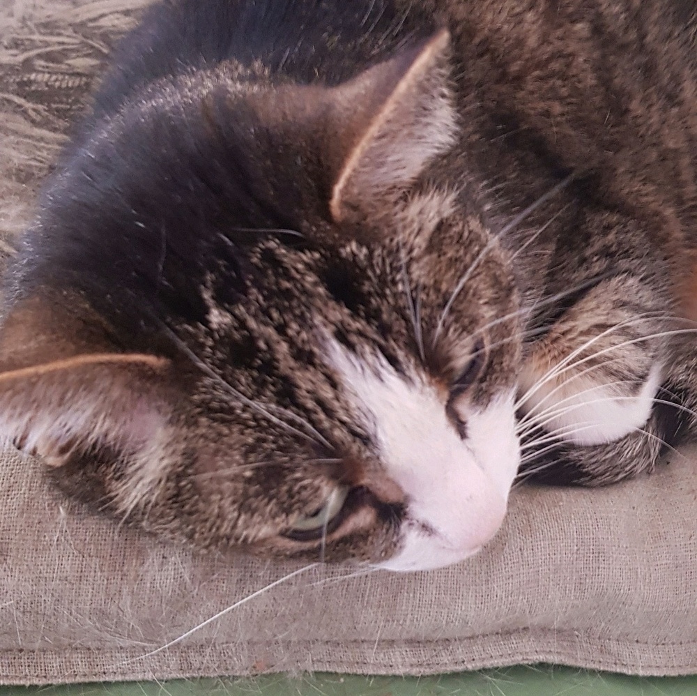 Meet your Posher, Sonika